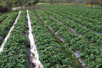 YALOVA’NIN TARIMSAL DEĞERLERİ