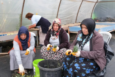 KIŞ DÖNEMİ BİTKİ ÜRETİMLERİ BAŞLADI