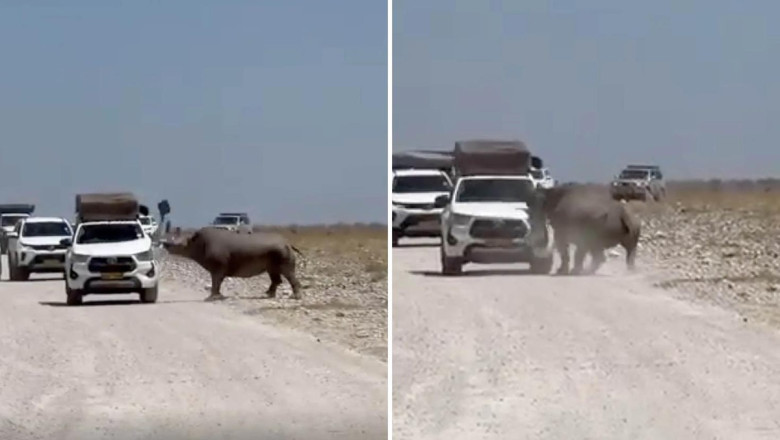 Turistlerin yüreği ağzına geldi! Bir tonluk hayvan arabayı parçalıyordu