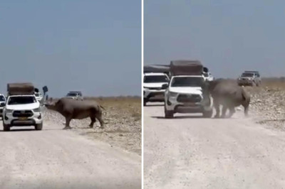Turistlerin yüreği ağzına geldi! Bir tonluk hayvan arabayı parçalıyordu