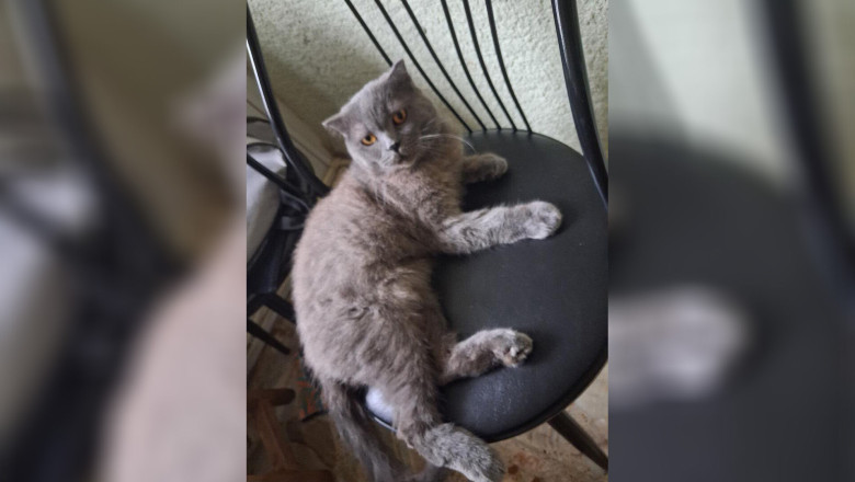 Yalova’da 5 Yaşındaki Kedi İçin Geçici Yuva Aranıyor