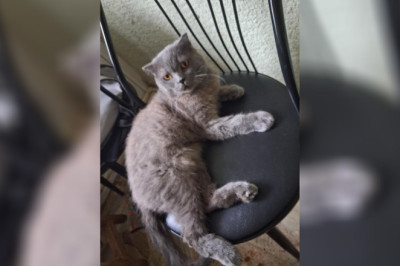 Yalova’da 5 Yaşındaki Kedi İçin Geçici Yuva Aranıyor